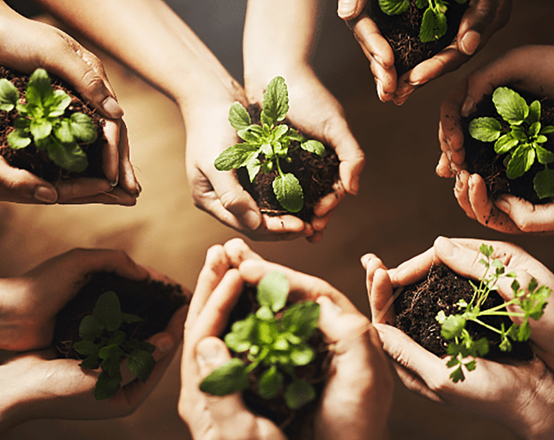 Hænder, der holder små planter